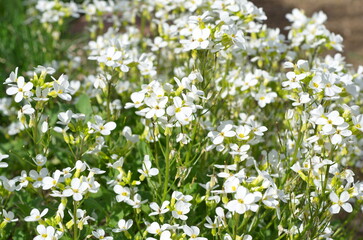 The Flowers of Arabis