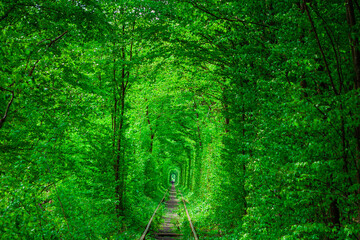Fototapeta premium a railway in the spring forest tunnel of love