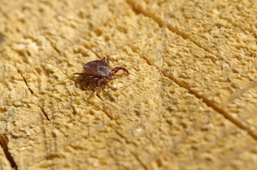 Tick (lat. Acarina)
