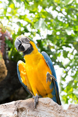 Blue and yellow macaw, Ara ararauna