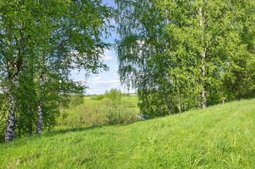 Fototapeta na wymiar Spring landscape with birches