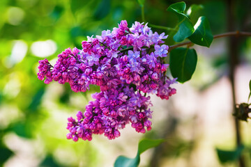 Blooming bright pink and purple lilac bush. Lilac blooms in the garden.