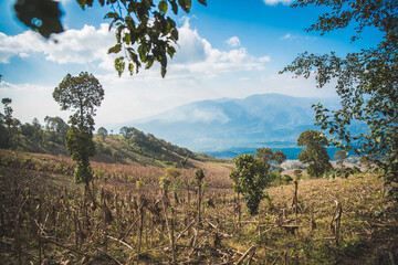 Obraz premium Beautiful sugar cane field and mountains