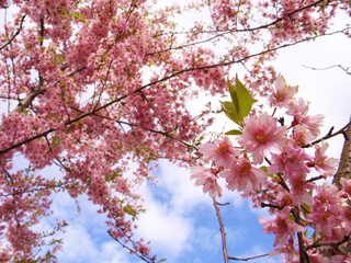 Sakura