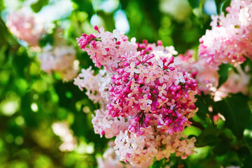 Blooming bright pink lilac bush. Beautiful lilac blooms in the garden.