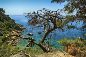 Fototapeta na wymiar Old dry pine on a rock above the sea shore in Spain landscape