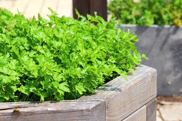 petersilie auf dem balkon angepflanzt