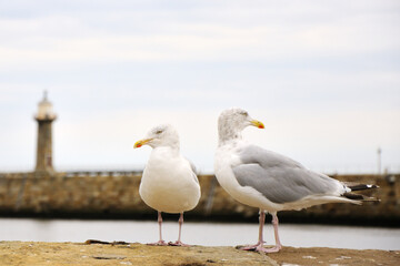 seagulls