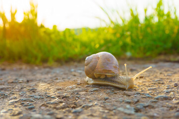 Snail on the asphalt