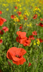 Wild red poppies growing in a field of rapeseed in May in Friuli Venezia Giulia, north east Italy