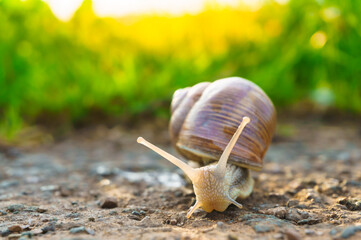 Snail on the asphalt