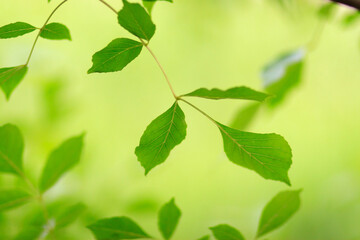 Fototapeta na wymiar green leaf, shooting in background forest in sunny day, a leafy shade