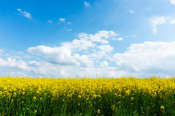 Obraz premium Golden rapeseed field