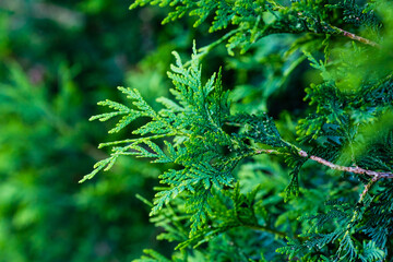 Fototapeta na wymiar close up of a very large evergreen bush