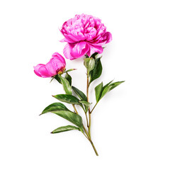 Peony flowers