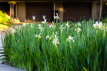 most of the white iris are now blooming © Mark
