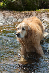 dog reluctantly leaves river