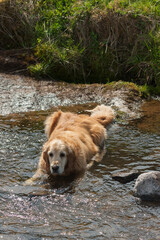 dog cooling off in river