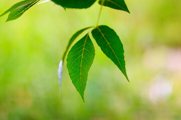 green leaf, shooting in background forest in sunny day, a leafy shade