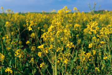 Rape flower on a background of a close-up field