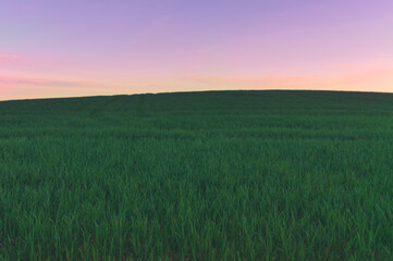 Fototapeta na wymiar Beautiful purple sunset in the field