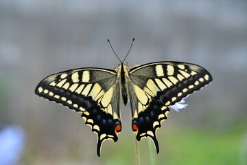 Old World Swallowtail / アゲハチョウ（キアゲハ）