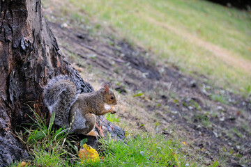 Squirrel