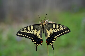 Old World Swallowtail / アゲハチョウ（キアゲハ）