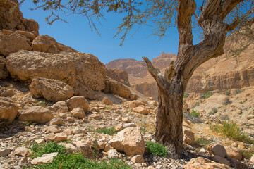 En Gedi Desert Oasis On the western shore of the Dead Sea in Israel