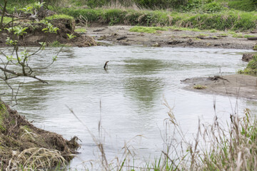Divided river.