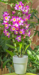 orchidée dendrobium 