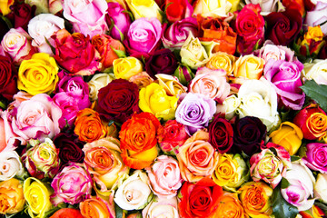 Beautiful set of flower buds