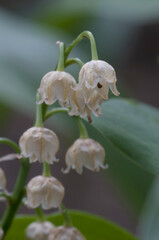 White flowers in forest