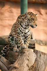 leopard