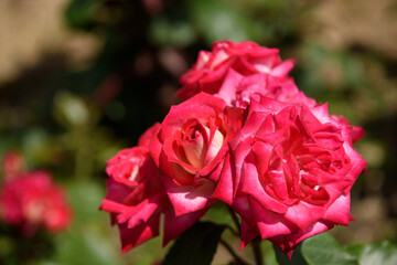 中之島公園　バラの花