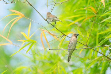little bird perched on bamboo branch. animal in nature green environmental background.