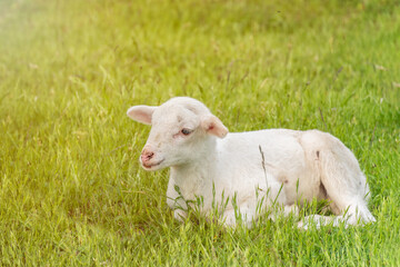 white lamb lies in the grass (meadow) sunshine © lubos K
