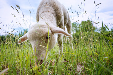Naklejka na ściany i meble white lamb eating - standing on the grass (meadow)
