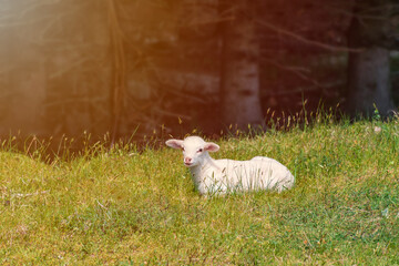white lamb lies in the grass (meadow) sunshine