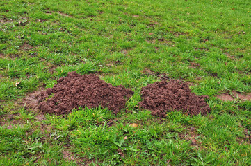 Mole hills in a field,
