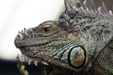 Lizard