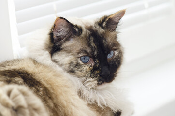 Blue Eyes Cat With Dark Face Closeup Shot
