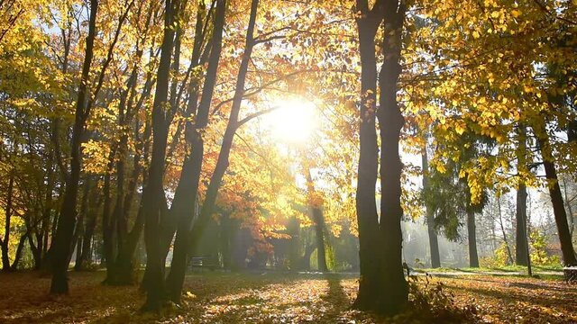 Amazing autumn in Topilche Hydropark, Ternopil city, Ukraine, Europe. Strong sunrays falls on red and orange leaves.