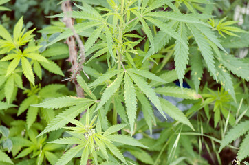Crime Concept. Wild Marijuana Plant Closeup Leaves