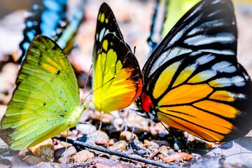 Butterfly wings are a beautiful background.