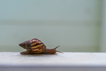 animal / Close up snail on the concrete wall,focus depth.