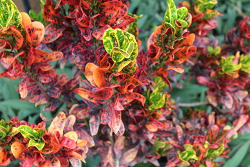 Colorful plant, Mammy Croton PLant © >>KarthiK<<