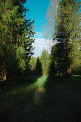 Сезон весна лес поляна деревья ель