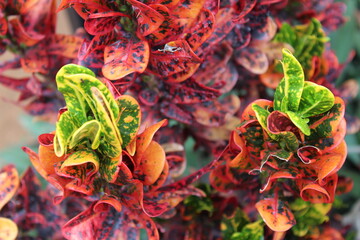 Colorful plant, Mammy Croton PLant © >>KarthiK<<