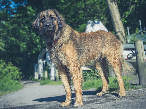 Leonberger dog on guard